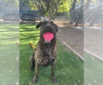 Small Photo #11 Holland Shepherd-Plott Hound Mix Puppy For Sale in Woodland Hills, CA, USA