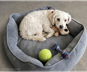 Poodle (Miniature)-Unknown Mix Dogs for adoption in Genesee, WI, USA