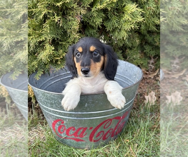 Medium Photo #4 Dachshund Puppy For Sale in MIDDLEBURY, IN, USA