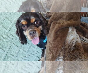 Cocker Spaniel Dogs for adoption in Sioux Falls, SD, USA