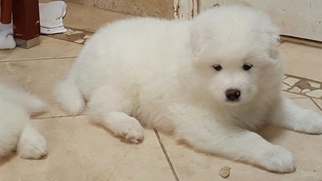 Samoyed Puppy for sale in IRVING, NY, USA