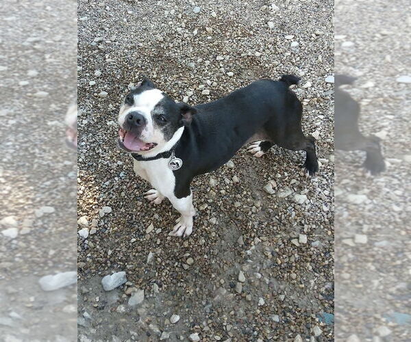 Medium Photo #5 Boston Terrier Puppy For Sale in Foristell, MO, USA