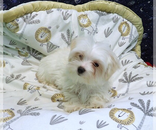 Medium Photo #5 Morkie Puppy For Sale in PATERSON, NJ, USA