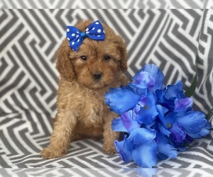 Cavapoo-Poodle (Miniature) Mix Puppy for sale in CEDAR LANE, PA, USA