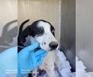 Labrador Retriever-Unknown Mix Dogs for adoption in San Antonio, TX, USA