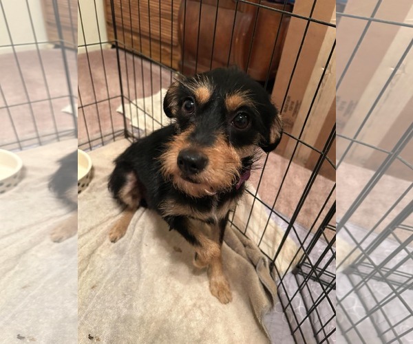 Medium Photo #5 Mutt Puppy For Sale in Corona, CA, USA