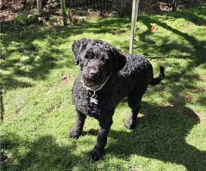 Father of the Goldendoodle puppies born on 07/24/2025