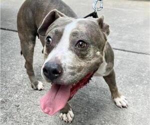Mutt Dogs for adoption in Houston, TX, USA