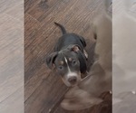 Small #1 American Bully