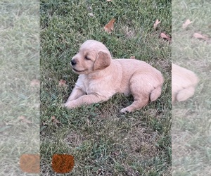 Medium Golden Retriever