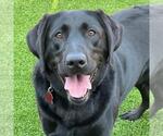 Small Labrador Retriever