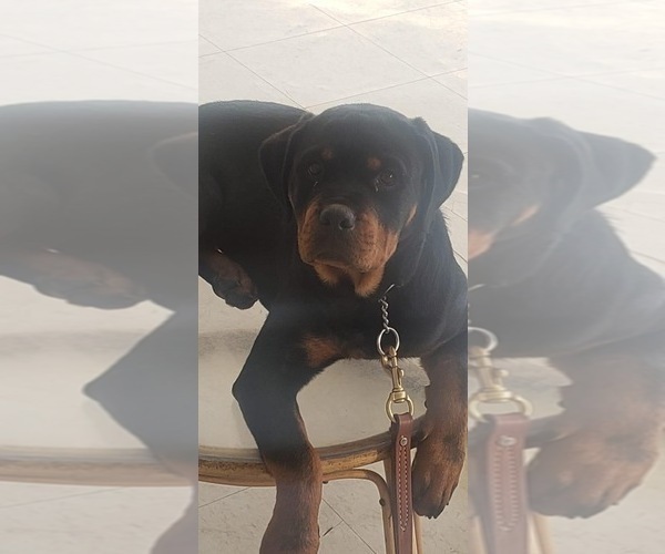 Medium Photo #7 Rottweiler Puppy For Sale in JOLIET, IL, USA