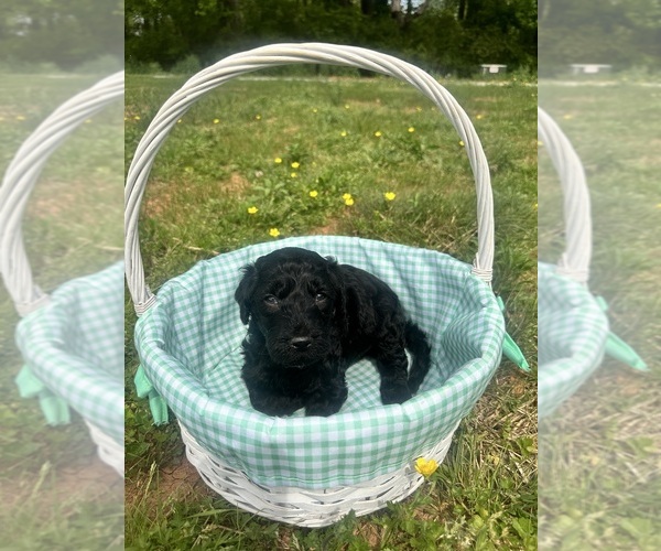 Medium Photo #5 Double Doodle Puppy For Sale in ROARING RIVER, NC, USA