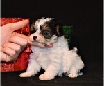 Small #3 Morkie