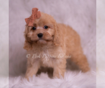 Small #3 Cavapoo (Miniature)
