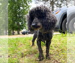 Small #1 Poodle (Miniature)