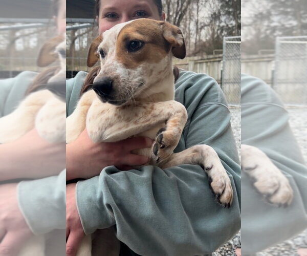 Medium Photo #1 Mutt Puppy For Sale in Thomasville, NC, USA