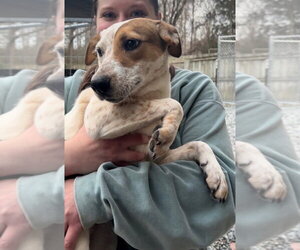 Mutt Dogs for adoption in Thomasville, NC, USA