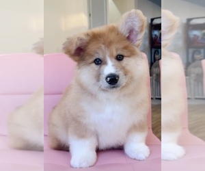 Alaskan Malamute-Pembroke Welsh Corgi Mix Puppy for sale in EASTVALE, CA, USA