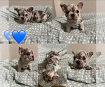 Puppy Aqua French Bulldog