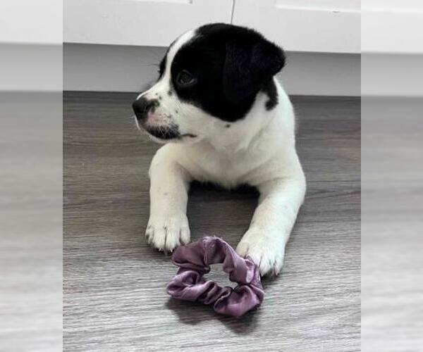 Medium Photo #1 Mutt Puppy For Sale in Camarillo, CA, USA