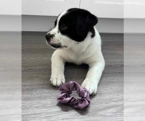 Mutt Dogs for adoption in Camarillo, CA, USA