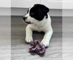 OMEGA - Male Mutt Dog for Adoption - Small photo