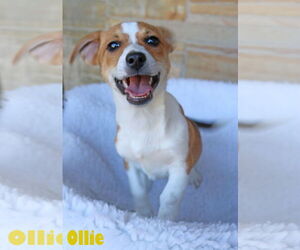 Chi-Corgi Dogs for adoption in Wakefield, RI, USA