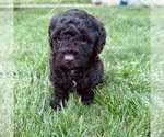 Puppy Eilean Goldendoodle-Miniature Bernedoodle Mix