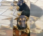 Small Photo #6 German Shepherd Dog Puppy For Sale in STOCKTON, CA, USA