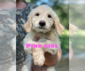 Goldendoodle Puppy for sale in CHAPMANSBORO, TN, USA
