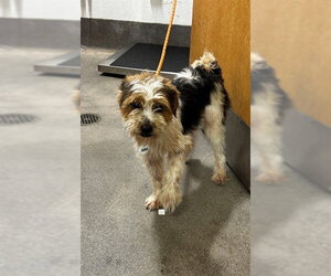 Cairn Terrier-Unknown Mix Dogs for adoption in Forestville, MD, USA