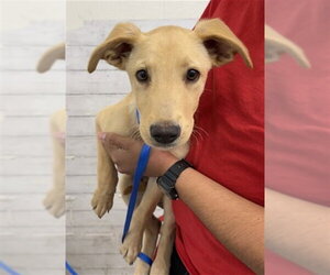 Labrador Retriever-Unknown Mix Dogs for adoption in San Bernardino, CA, USA