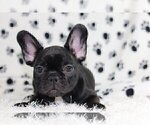 Small Photo #2 French Bulldog Puppy For Sale in GREAT FALLS, VA, USA