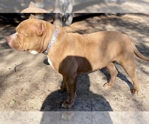 Mother of the American Bully puppies born on 02/07/2024