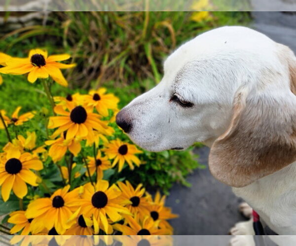 Medium Photo #2 Beagle-Unknown Mix Puppy For Sale in Germantown, OH, USA