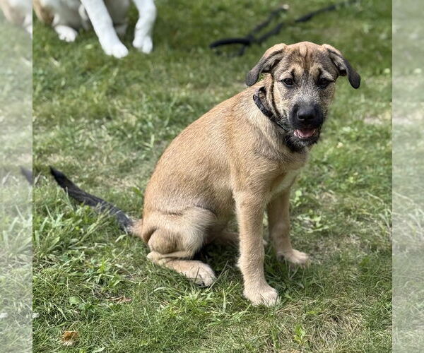 Medium Photo #6 Mutt Puppy For Sale in Brooklyn Center, MN, USA