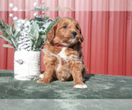 Small Photo #10 Goldendoodle (Miniature) Puppy For Sale in NAPPANEE, IN, USA