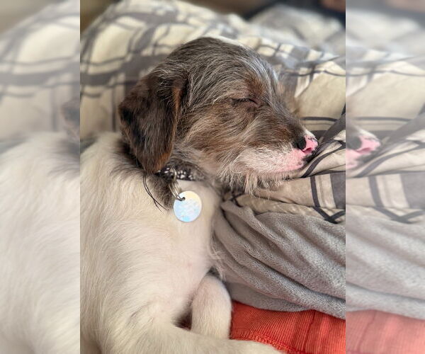 Medium Photo #4 Mutt Puppy For Sale in Salt Lake City, UT, USA