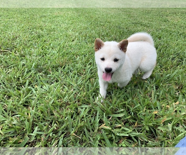 Medium Photo #8 Shiba Inu Puppy For Sale in MERRITT IS, FL, USA