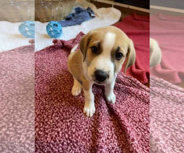 Medium Photo #2 Mutt Puppy For Sale in Westwood, NJ, USA