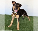 Small #6 Australian Shepherd Mix