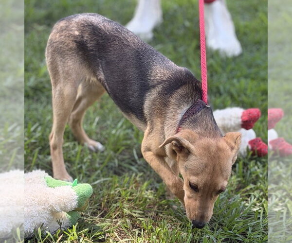 Medium Photo #4 Mutt Puppy For Sale in Yardley, PA, USA