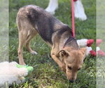 Small #3 Mutt