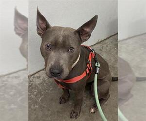 Mutt Dogs for adoption in Rosenberg, TX, USA