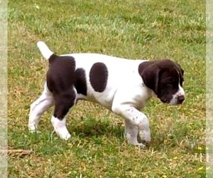 German Shorthaired Pointer Puppy for sale in REIDSVILLE, NC, USA
