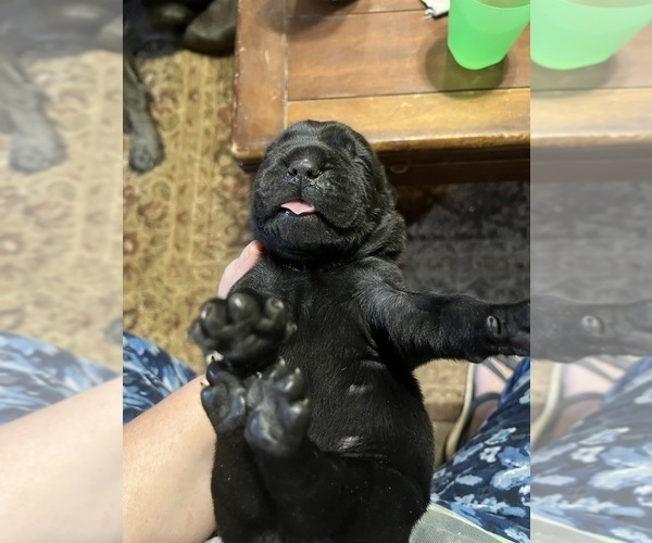 Medium Photo #3 Cane Corso Puppy For Sale in CHERRYVILLE, MO, USA