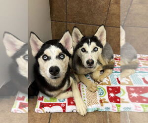 Siberian Husky Dogs for adoption in Osgood, IN, USA