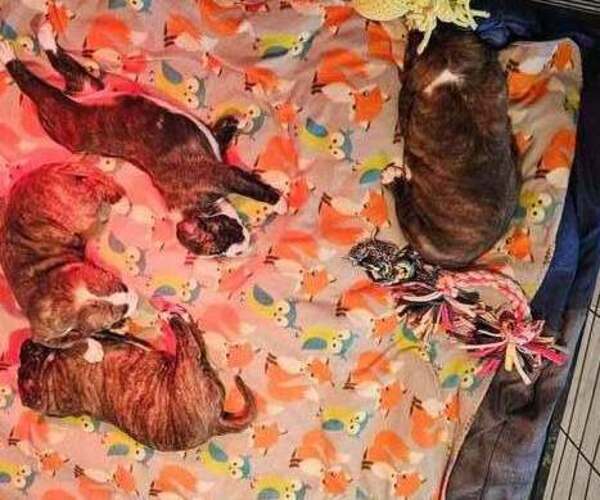 Medium Photo #19 Alapaha Blue Blood Bulldog Puppy For Sale in SHELOCTA, PA, USA