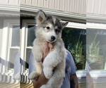 Small Photo #67 Siberian Husky Puppy For Sale in KANSAS CITY, MO, USA